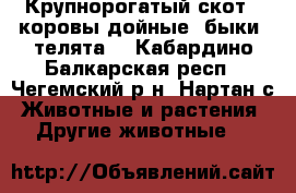 Крупнорогатый скот ( коровы дойные, быки, телята) - Кабардино-Балкарская респ., Чегемский р-н, Нартан с. Животные и растения » Другие животные   
